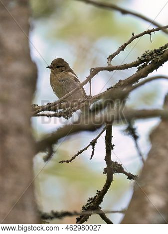 Chaffinch Young On A Branch In The Forest. Brown, Gray, Green Plumage. Small Songbird In Nature. Ani