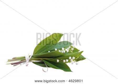 5 月の花
