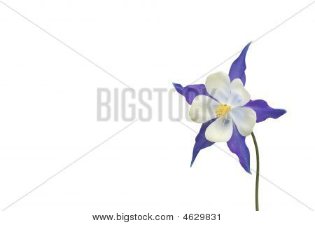 美しい蘭の花