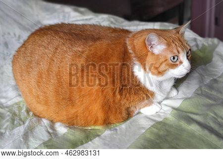 Very Fat Cat Sitting On A Bed. Ginger And White Striped Cat Is Large. Big Lazy Tabby Cat Of Incredib