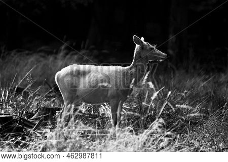 Deer With Large Antlers In Forest In Denmark