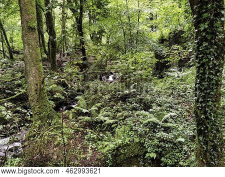 Kennall River In Kennall Vale Nature Reserve, Ponsanooth, Cornwall, United Kingdom