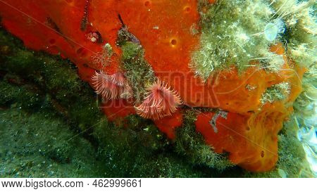 Calcareous Tubeworm Or Fan Worm, Plume Worm Or Red Tube Worm (serpula Vermicularis) Undersea, Aegean