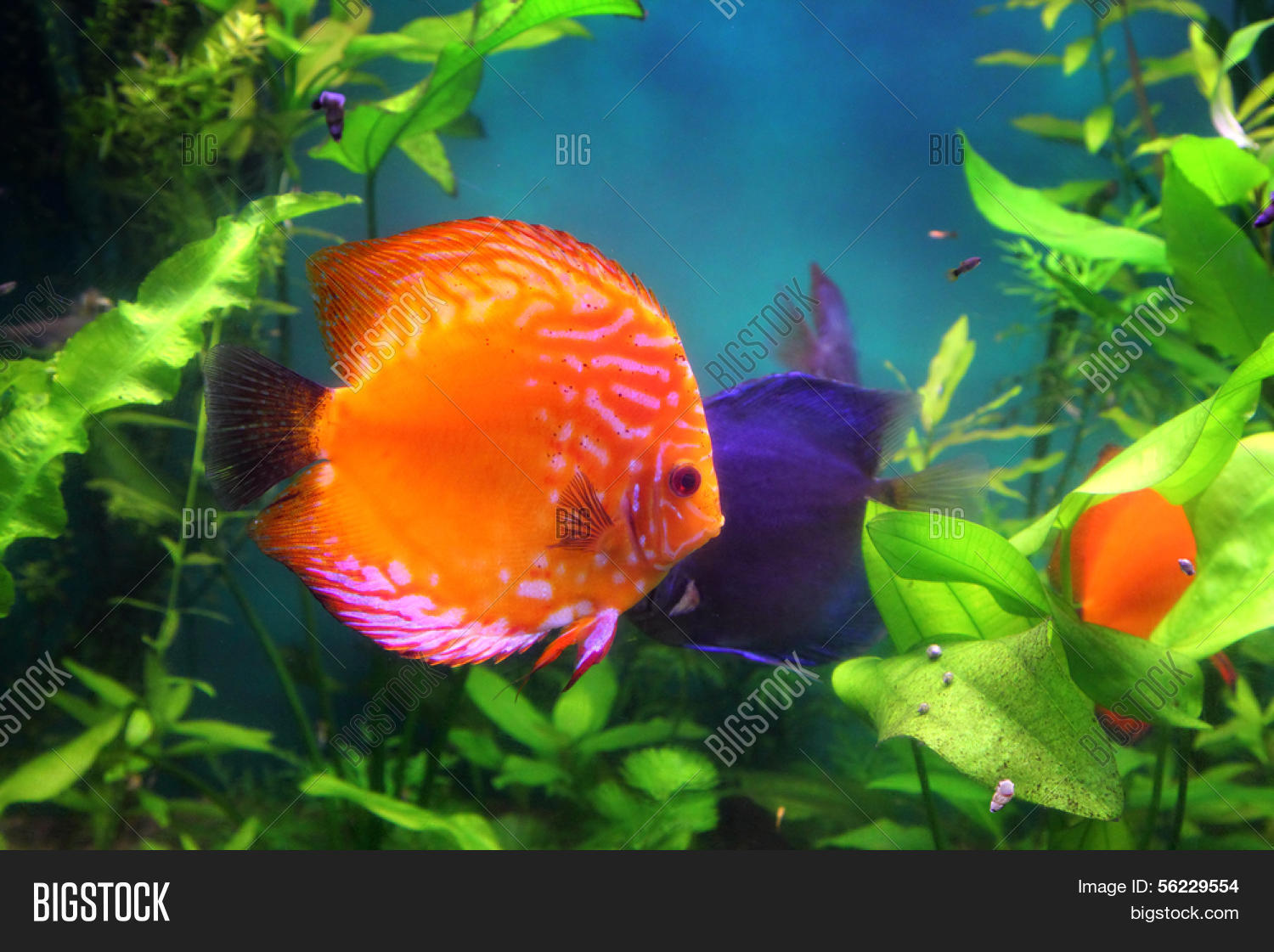 Red Discus Fish Image & Photo (Free Trial) Bigstock