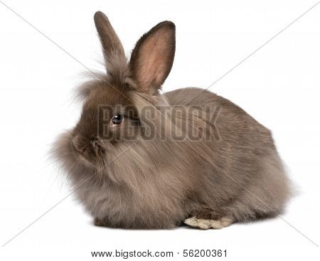 A Cute Lying Chocolate Lionhead Bunny Rabbit