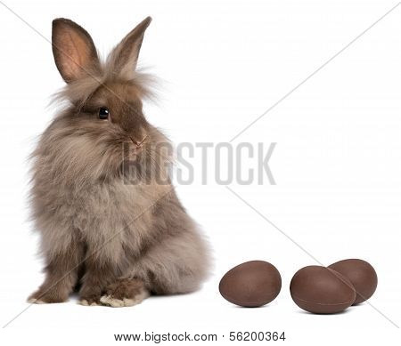 A Chocolate Lionhead Bunny Rabbit With Chocolate Eggs