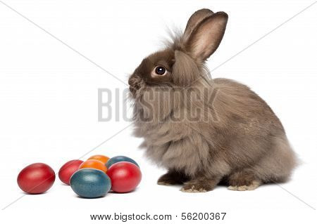A Chocolate Lionhead Bunny Rabbit With Easter Eggs