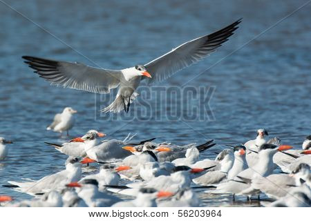 Caspian Tern (sterna Caspia) Landing By The Flock