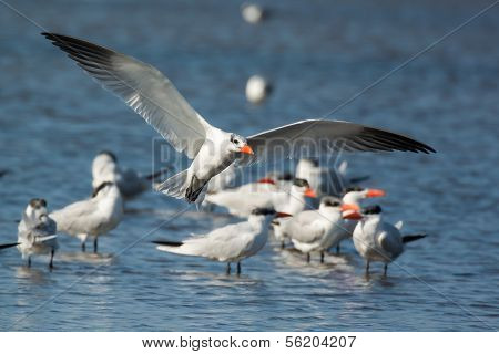 Caspian Tern (sterna Caspia) Landing By The Flock
