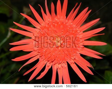 Redflower