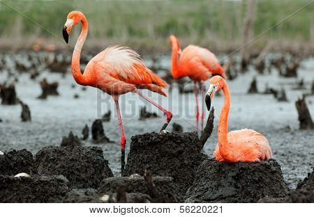 Flamingo (phoenicopterus Ruber) Colony.