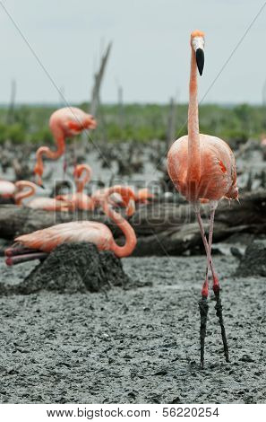 Flamingo (phoenicopterus Ruber) Colony.