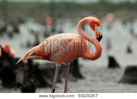 The American Flamingo (phoenicopterus Ruber)