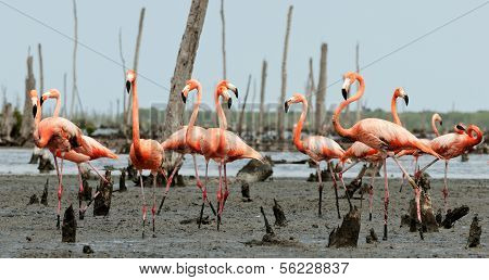 Flamingo (phoenicopterus Ruber) Colony.