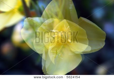 Bellissimo fiore fioritura