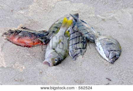 Exotische tropische Fische