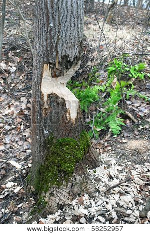 Teeth marks beaver