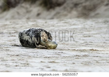 Birth of a grey seal