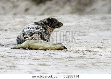 Birth of a grey seal