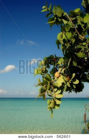 Negrils Beach