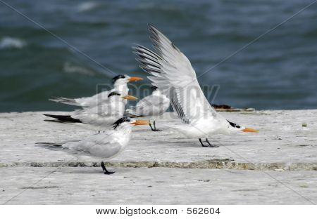 Sea Gulls