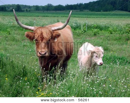 Highlander Cattle