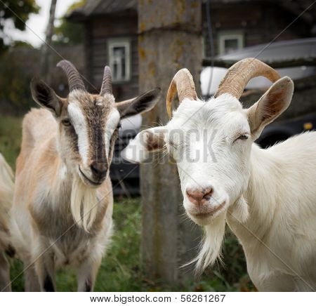 Rural goats