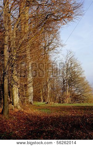 Forest
