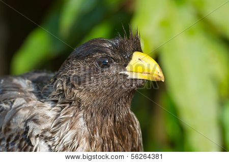 Portrait Of A Very Wet Western-grey Plantain-eater (crinifer Piscator)