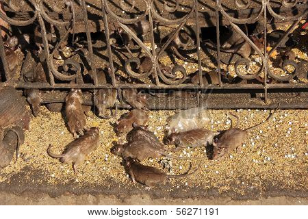 Holy Rats Running Around Karni Mata Temple, Deshnok, India