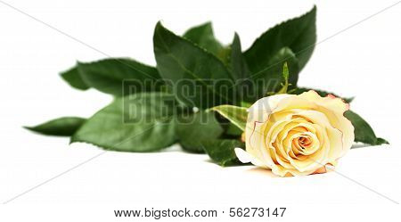 Yelow Roses Isolated On White