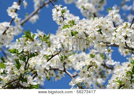 Blooming Cherry