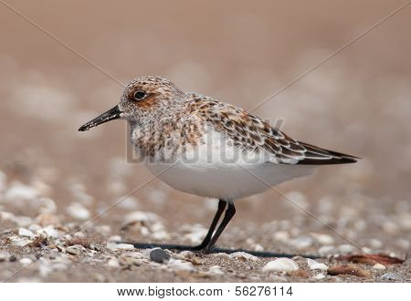 Sanderling