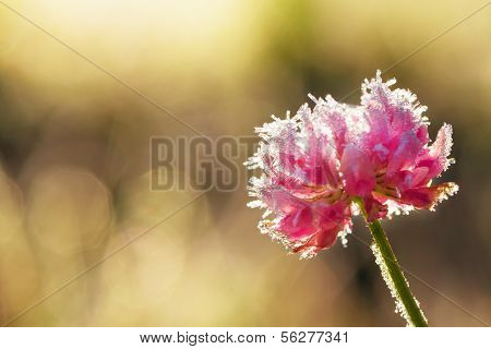 Flower Clover Covered With Hoarfrost