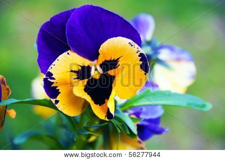 Pansies