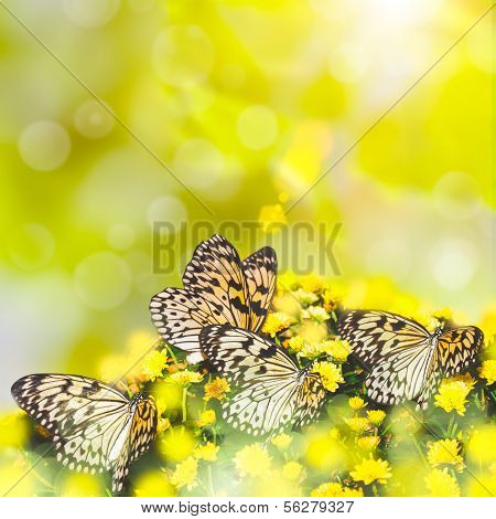 Idea leuconoe