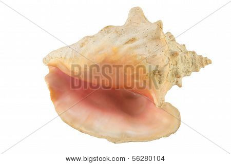 Large Seashell Isolate