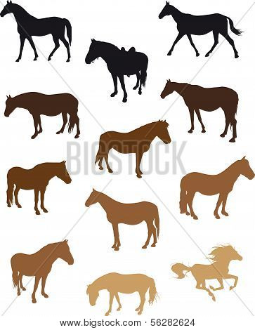 Horses