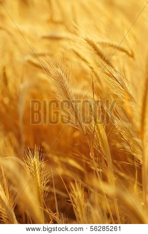 Golden ear