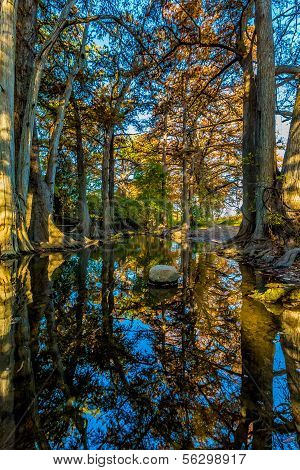 Fall Foliage On Cibolo Creek, Texas.