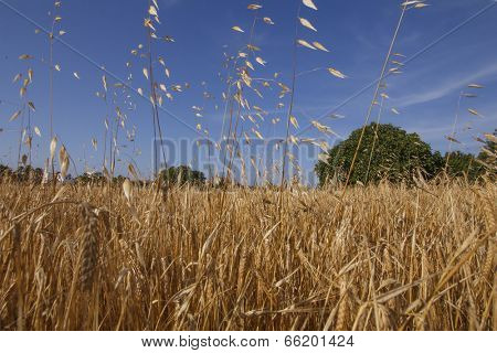 Wheat crop field in rural farmland
