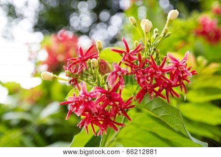 Beautiful Rangoon Creeper
