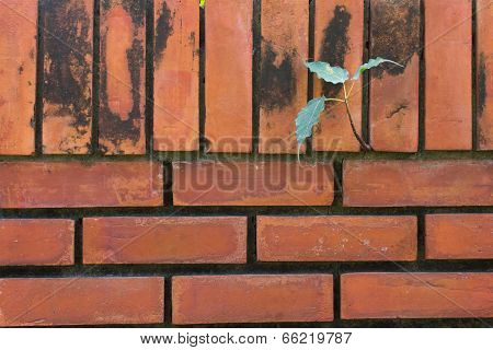 Green Ivy On A Old Red Wall