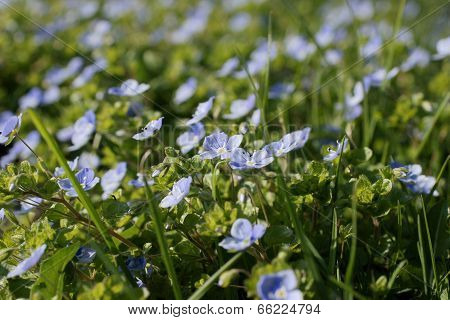 Slender Speedwell