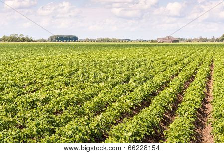 Converging Rows Of Young Potato Plants