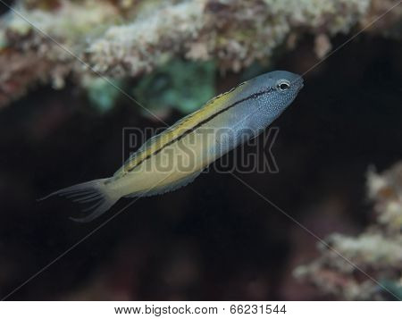 Blackline Fangblenny