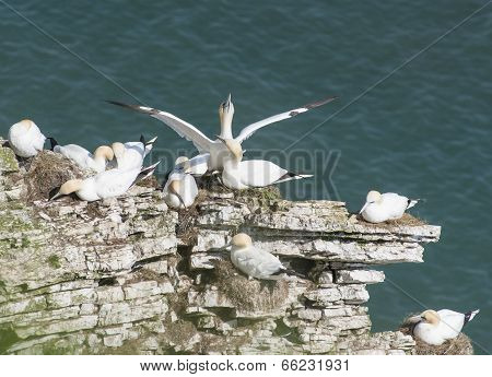 Nesting Gannets On A Cliff Headland