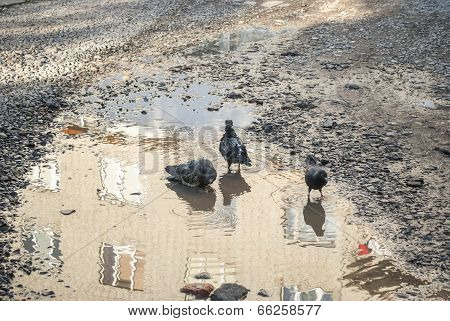 Pigeons bathing in a puddle