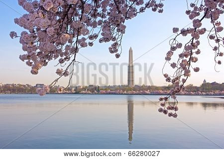 Cherry blossom in view of Washington Monument.