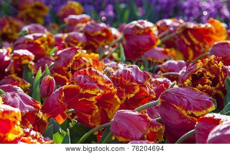 Red and Yellow Tulips, Keukenhof, The Netherlands